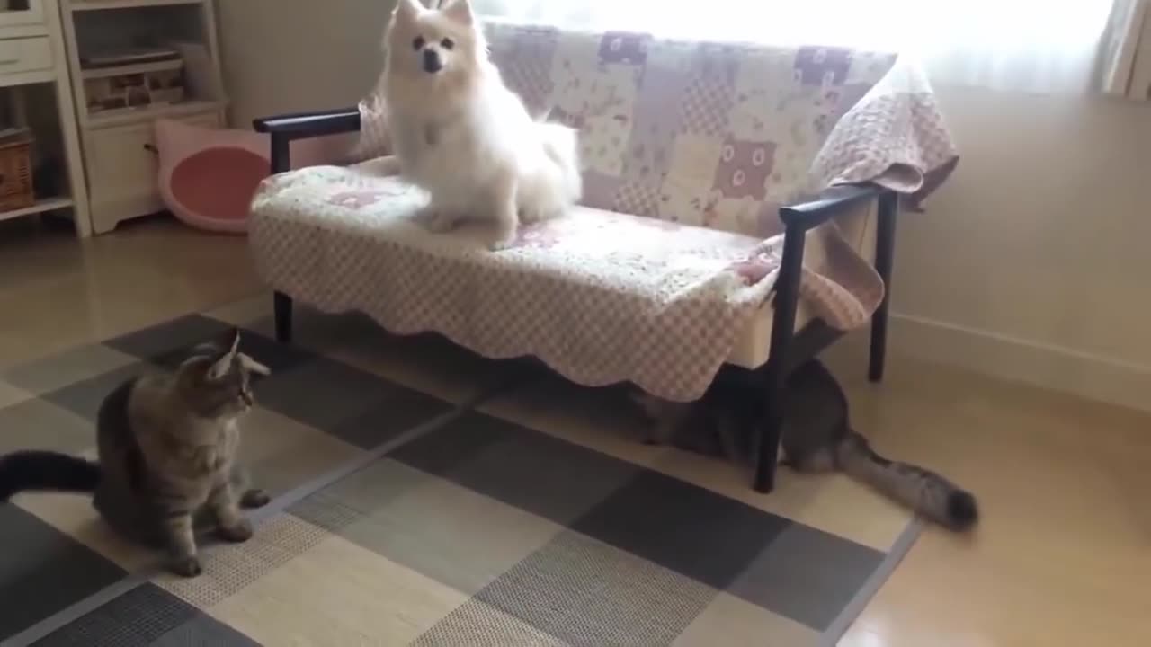 Funny Dogs and Cats