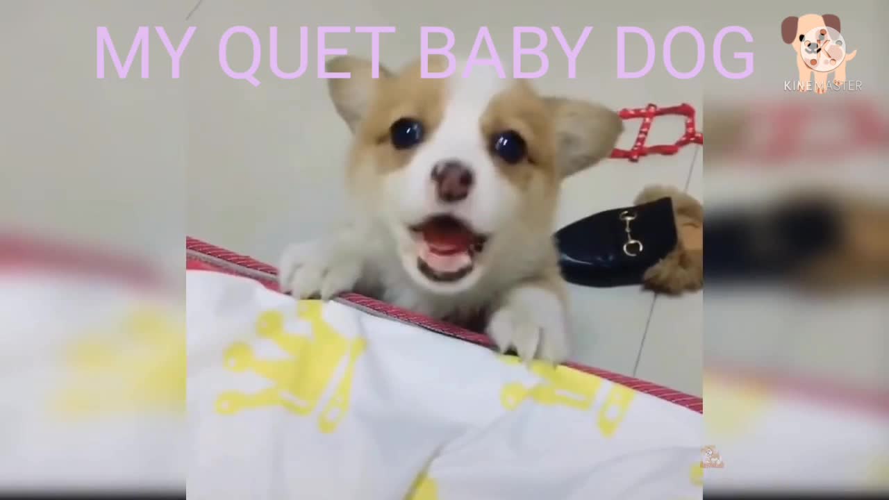 MY QUET BABY/FUNNY DOG TREANING VEDIO