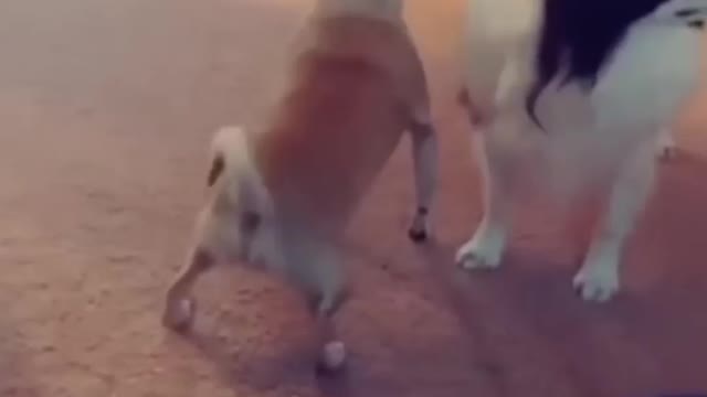 Smart dog 🐕 video