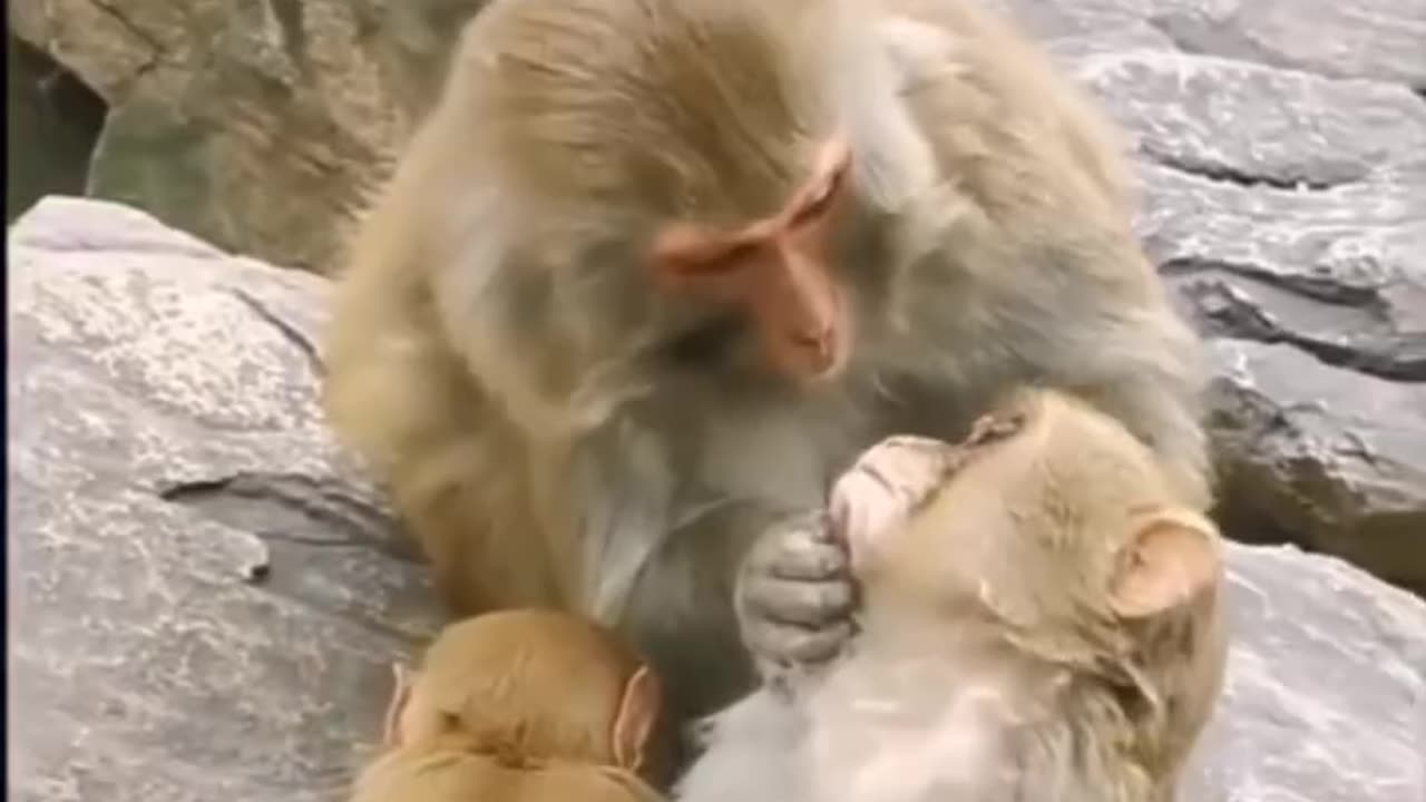 Monkey comedy funny video