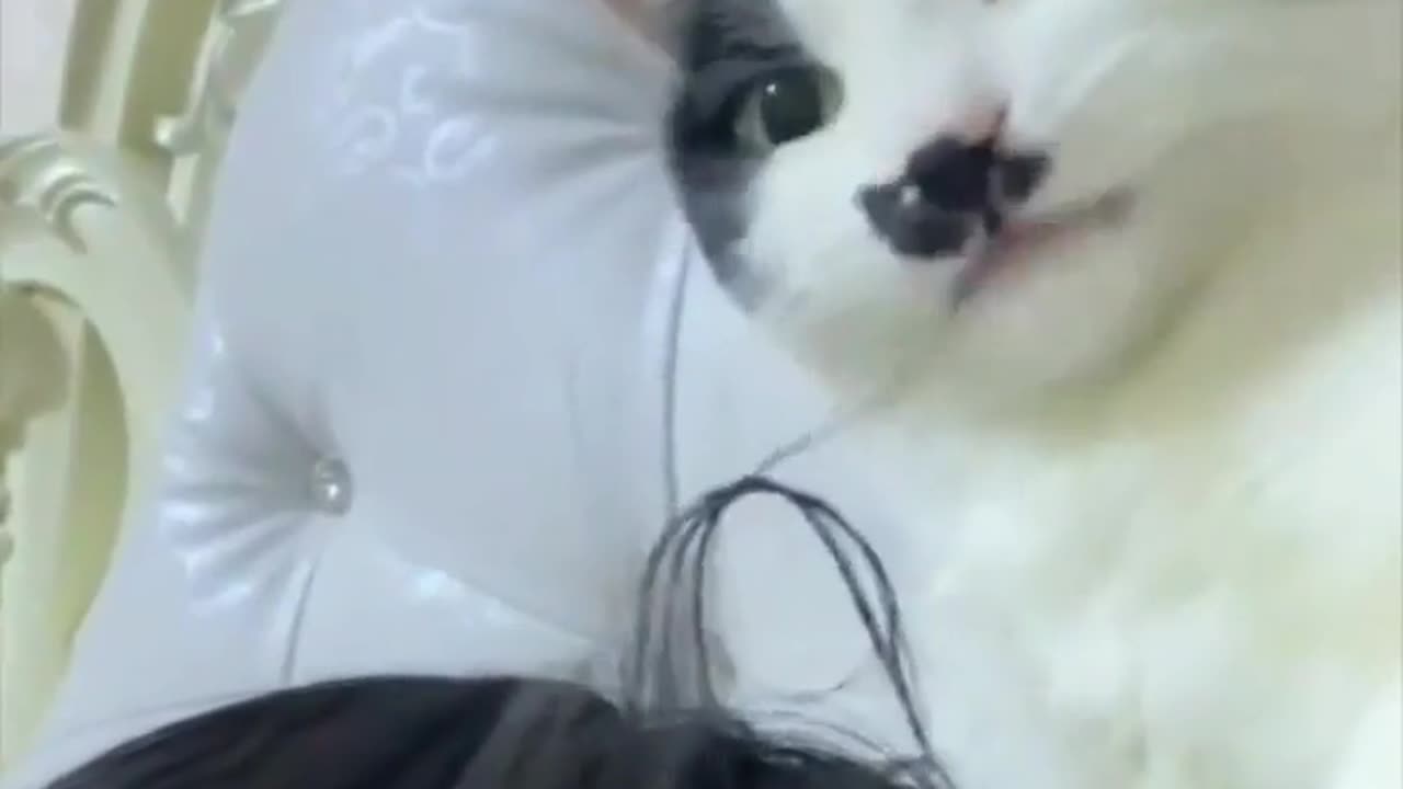 Cat realizes bathing their owner won't be an easy task