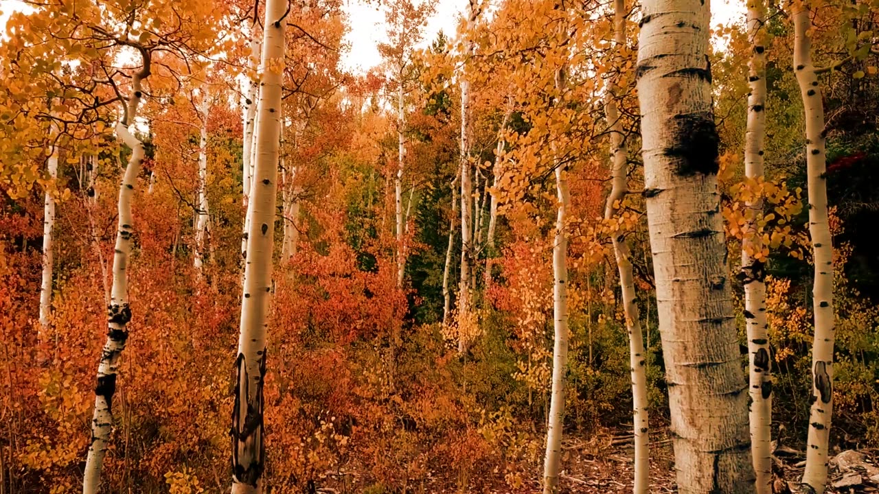 Very beautiful trees and intrested forest