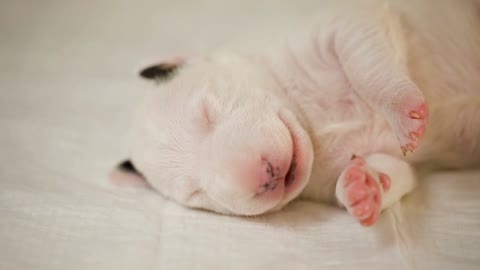 Sleepy Puppy of bulldog