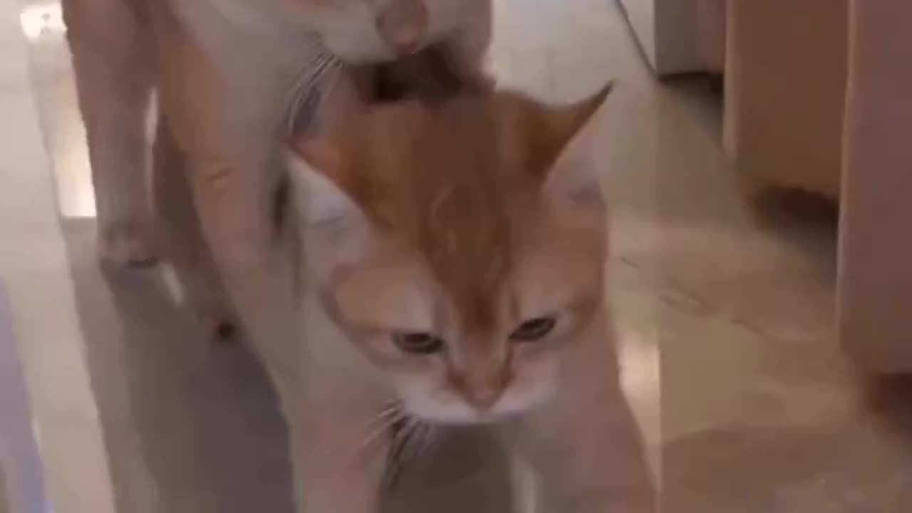 cat funny video