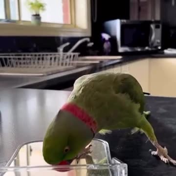 PARROT SURPRISE BY MIRROR || FUNNY BIRD 🐦