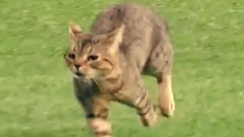 Cat super fast race #shorts #viral #shortsvideo #video