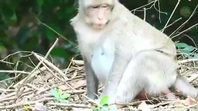 VIRAL VIDEO SECONDS OF MONKEY BIRTH | Seconds The Monkey Gives Brith