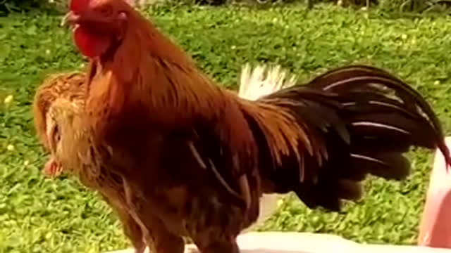 Funny -Laughing Chicken