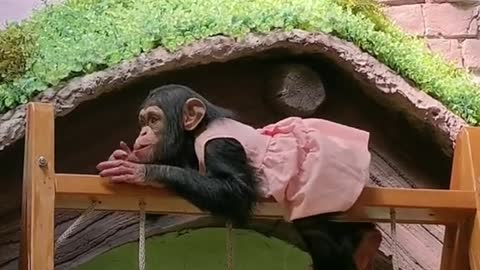 The baby chimp is so cute