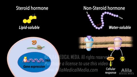 Endocrine system