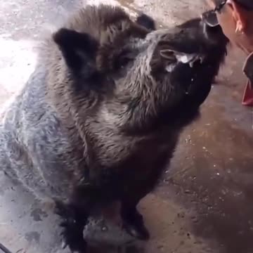 Un hombre alimenta a un jabalí con galletas.