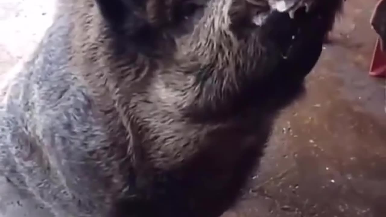 Un hombre alimenta a un jabalí con galletas.