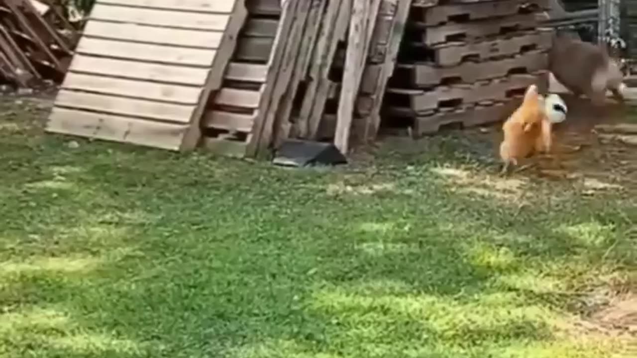 Animals Reunited with Owners