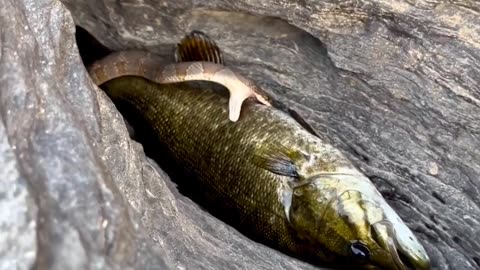 Snake eating big fish
