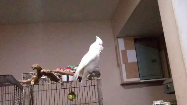 Peanut being pretty