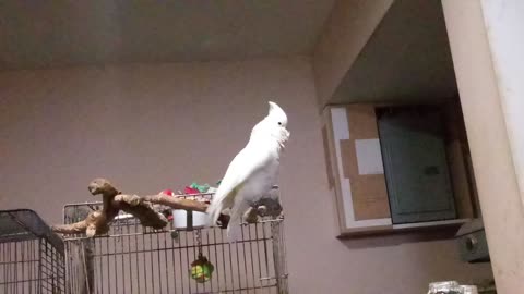 Peanut being pretty