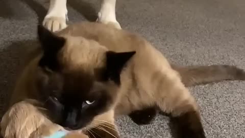 Cat comforts crying puppy while mom takes a break