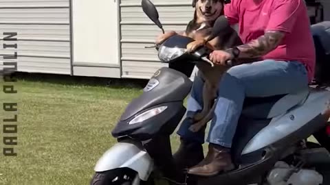Hilarious Funny Animals Be Like