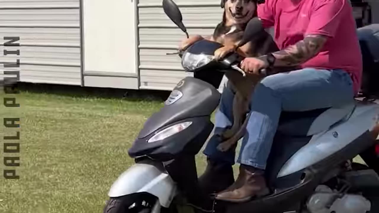 Hilarious Funny Animals Be Like