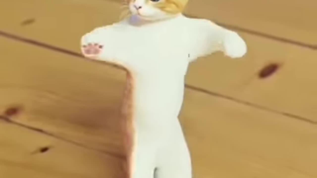 Funny Cat Dance