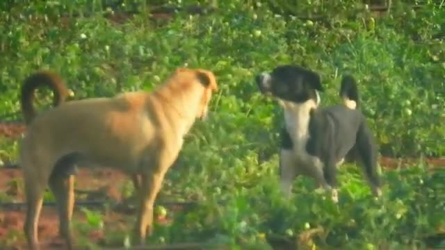 DOG FIGHT --- Stray Dogs Fooling Around The Country Side