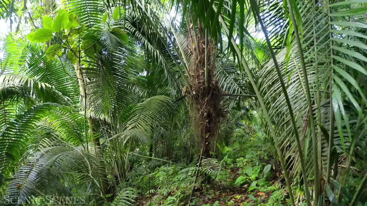 Amazon 4k - The World’s Largest Tropical Rainforest Part 2 | Jungle Sounds | Scenic Relaxation Film