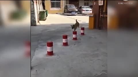 Dog funny videos and puppy video