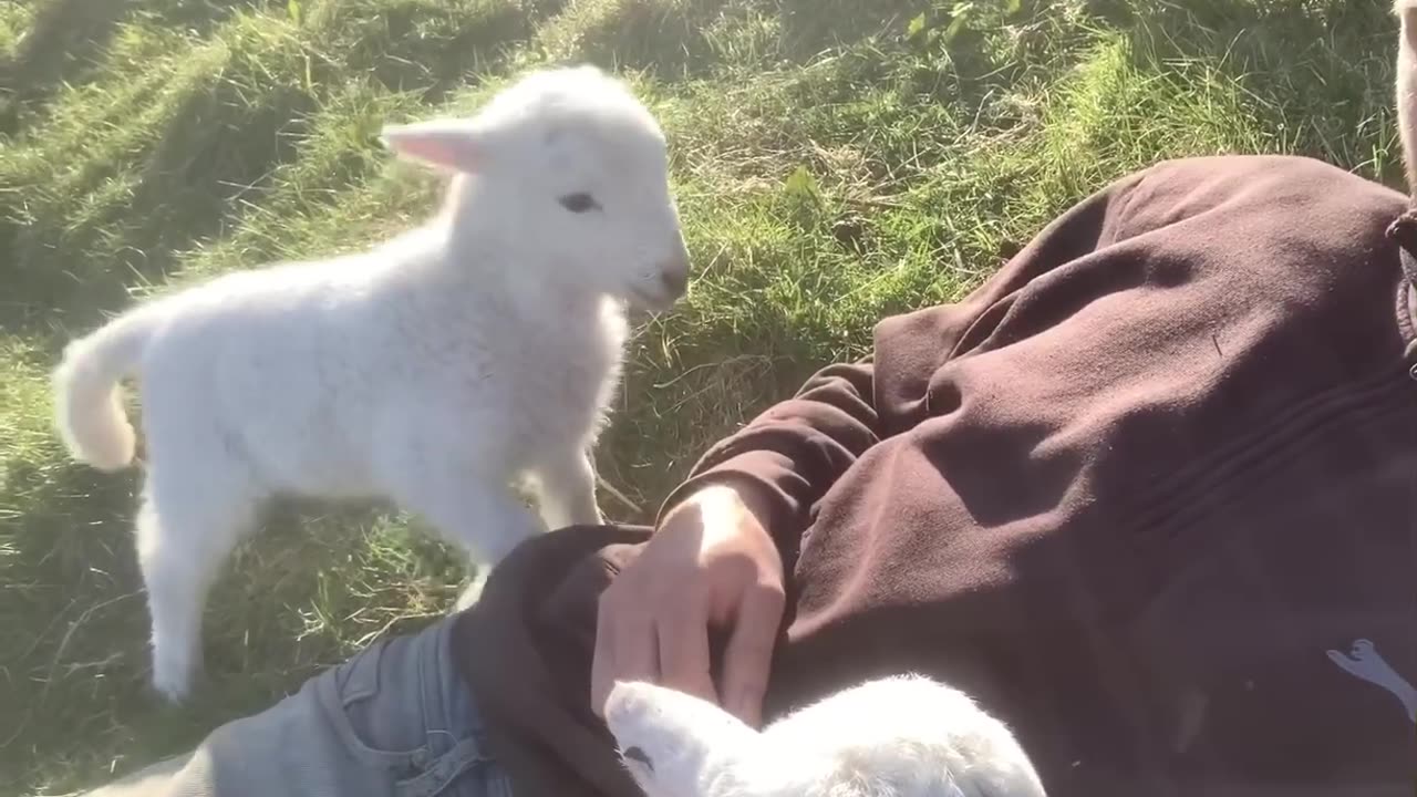 funny lamb || cute lamb need attention