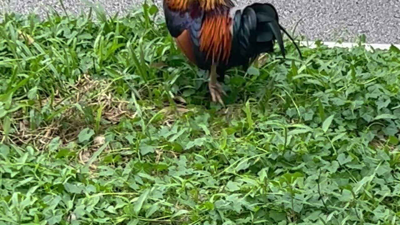 Lone Rooster