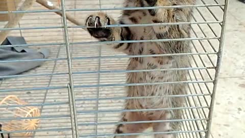 Cutie Cat In the Ring, Need to come outside