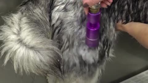 What you didn't know about female dogs - Husky groom