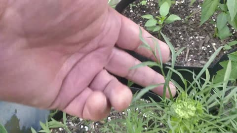 Carrot Seed In 4 Months