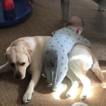 Bebé usa a su perro como gimnasio personal