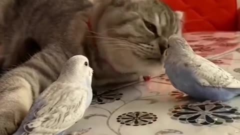 Cat love with birds