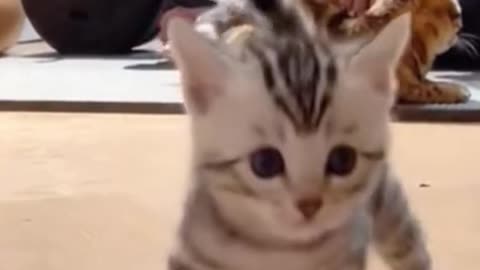 "My Adorable Cat's Enchanting Escapades: A Heartwarming Video"
