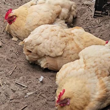 OMC! Silly little chickens playing and having fun on a hot summer day! #silly #chickens #hot #shorts