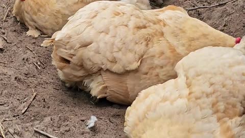 OMC! Silly little chickens playing and having fun on a hot summer day! #silly #chickens #hot #shorts