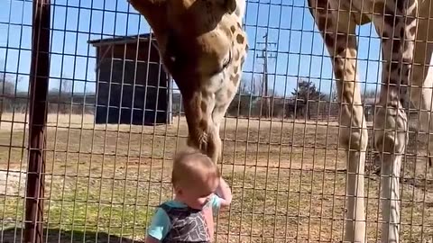 Cute_Giraffe_Gives_Baby_Smooches!(720p)