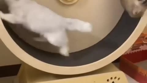 cat being cat part #1