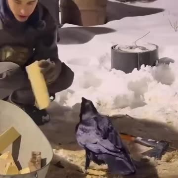 Ravens are fascinatingly intelligent