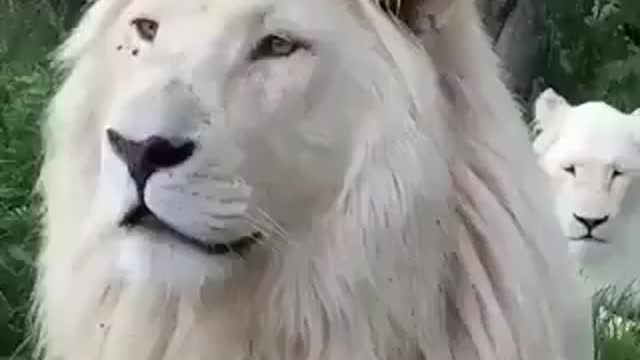 White lion