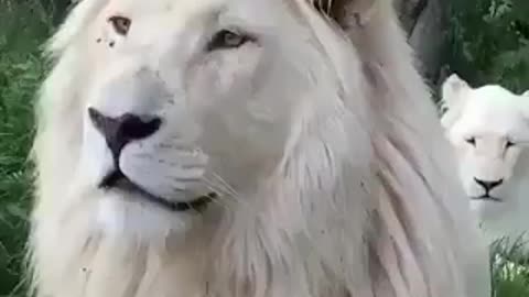 White lion