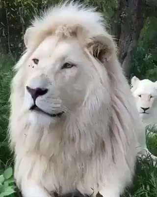 White lion