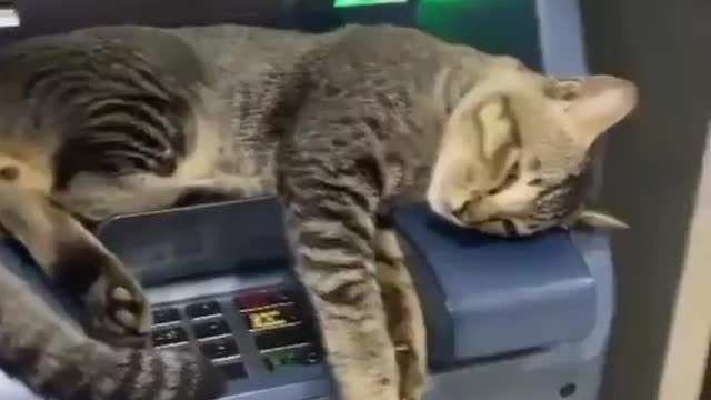Funny Cat 🐈 {1}