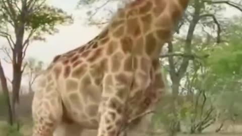 Patient Predator: Cheetah's Calculated Wait for the Perfect Moment - Part 2