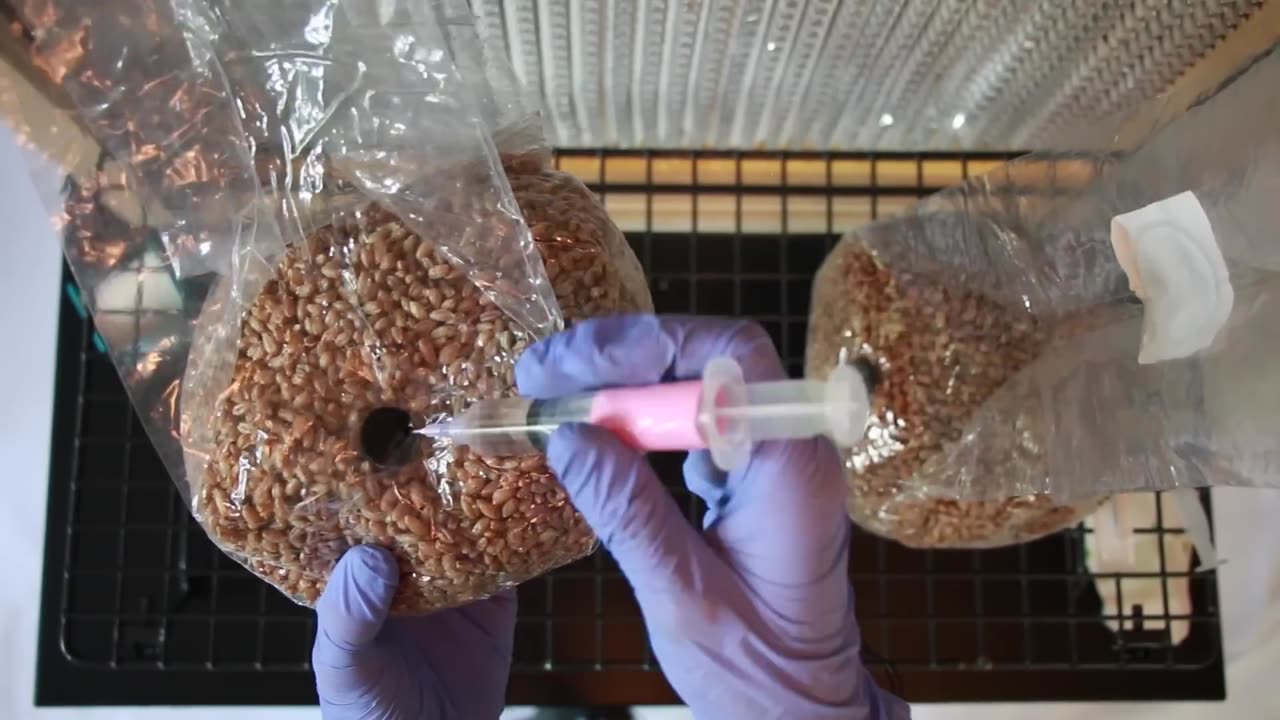 How to Grow Mushrooms from Start to Finish in a Monotub