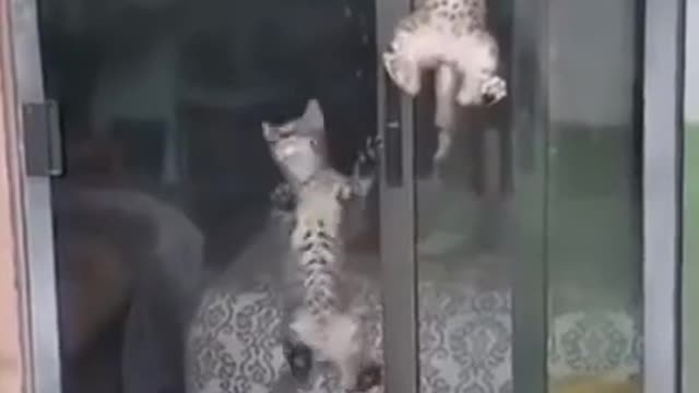 cute cat train to kids! 😆😆