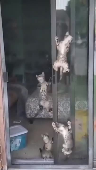 cute cat train to kids! 😆😆