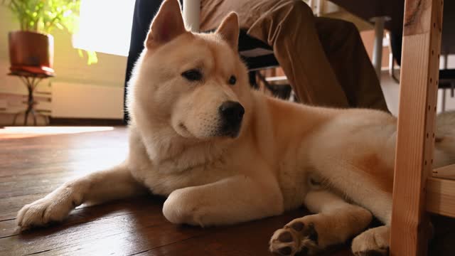 Video of a Dog Under the Table