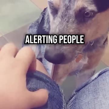 Are There Requirements to Owning a Service Dog?